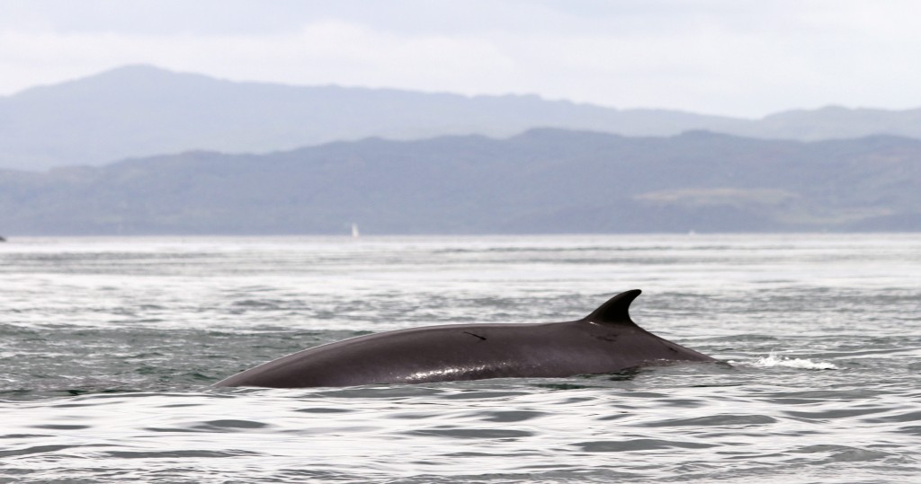 Minke Whale.