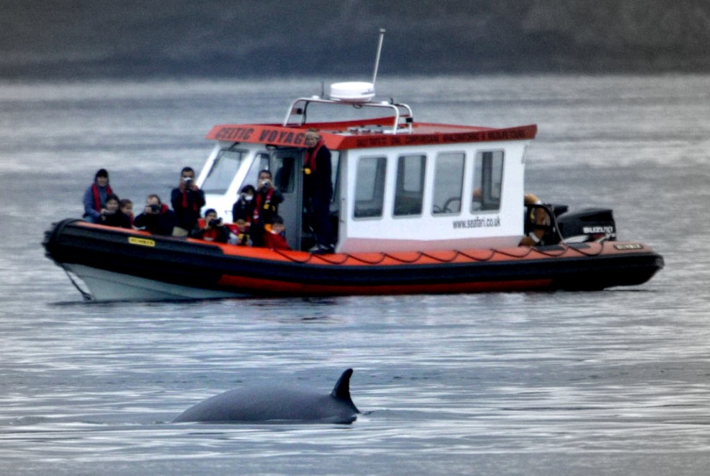Whale Watching with our cabin RIB.