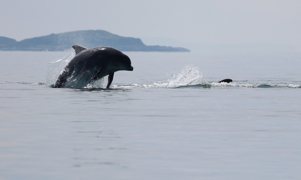 Bottlenose Dolphin - photo by Benjamin O Jones.