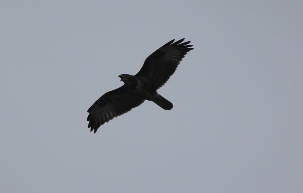 Buzzard - photo by Benjamin O Jones.