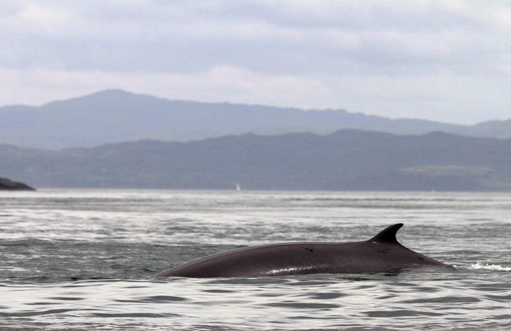 Minke Whale - photo by Nicola Boulton.