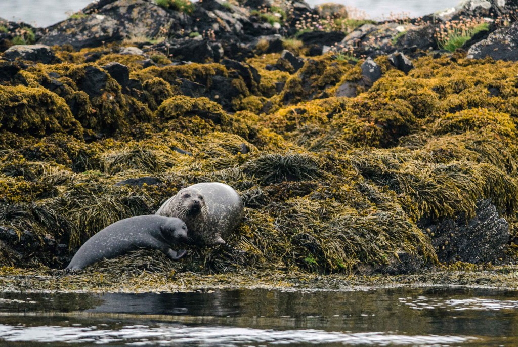 Mother and pup Common Seals - Photo by Patrick Rowan.