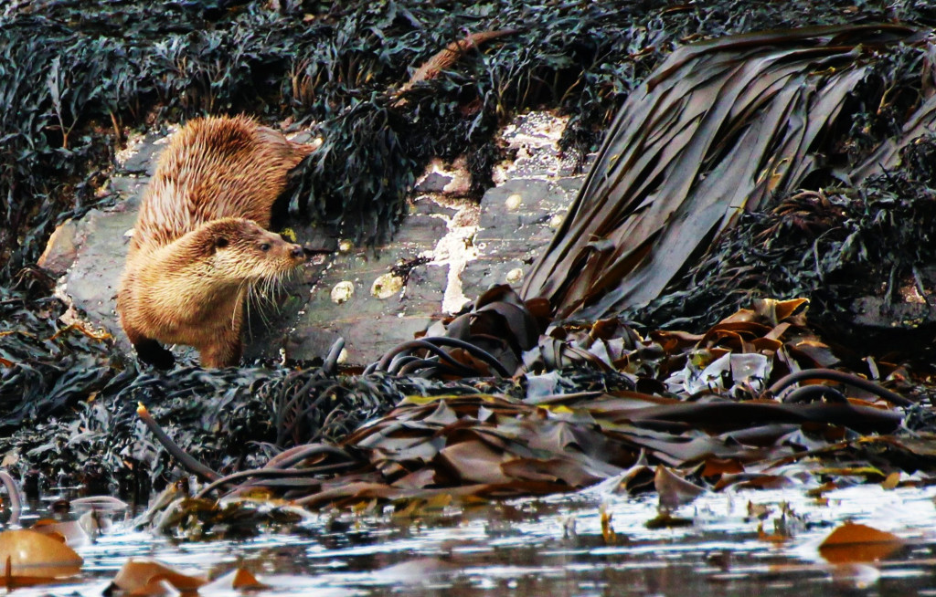 Otter - photo by Benjamin O Jones.