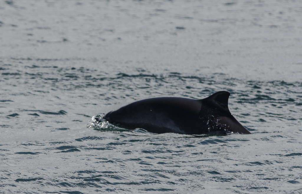 Porpoise - photo by Patrick Rowan.