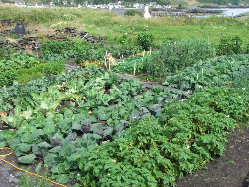 Jess' allotment in fine fettle in 2005.