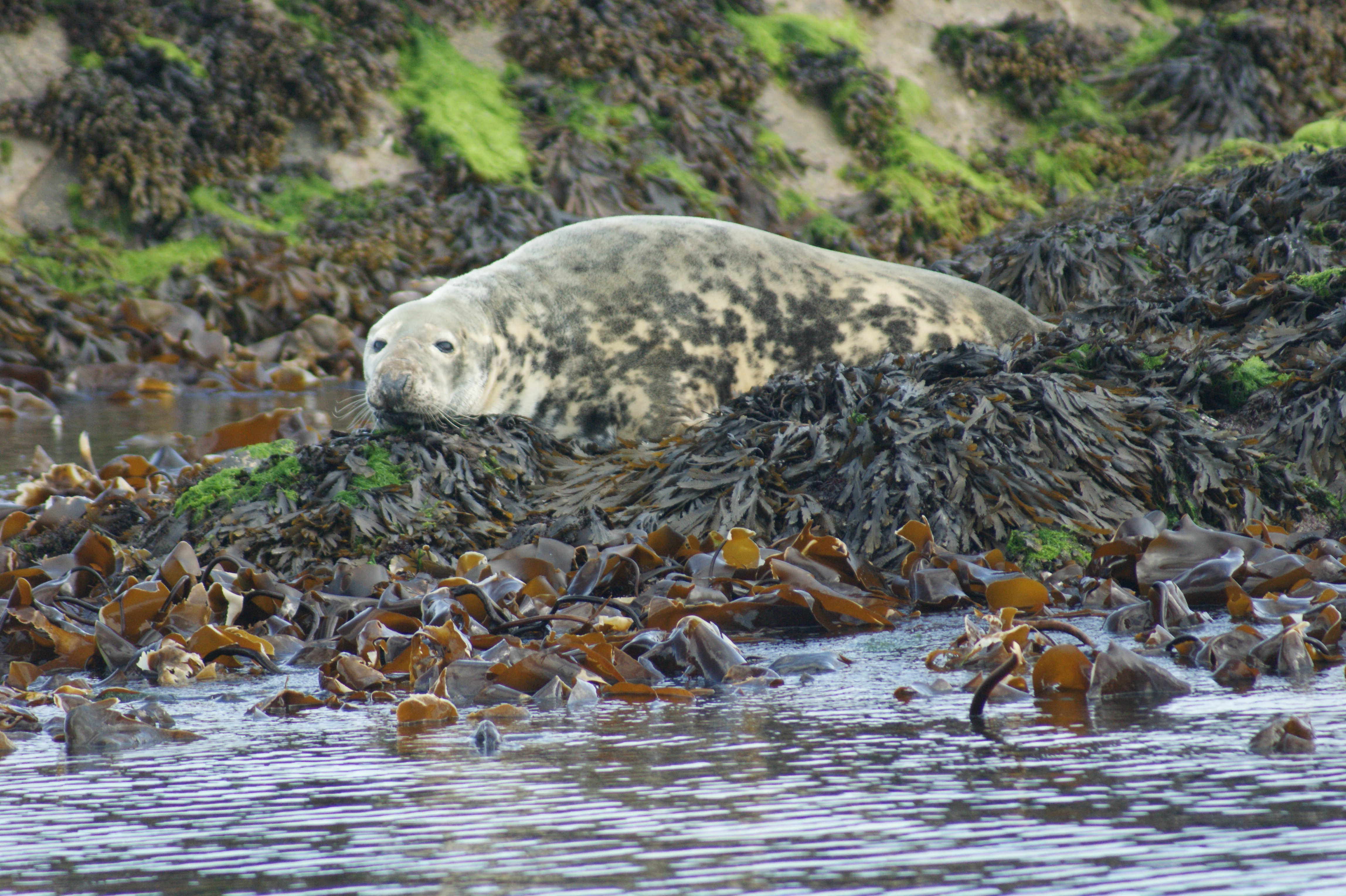 Grey seal by Skipper Steve.