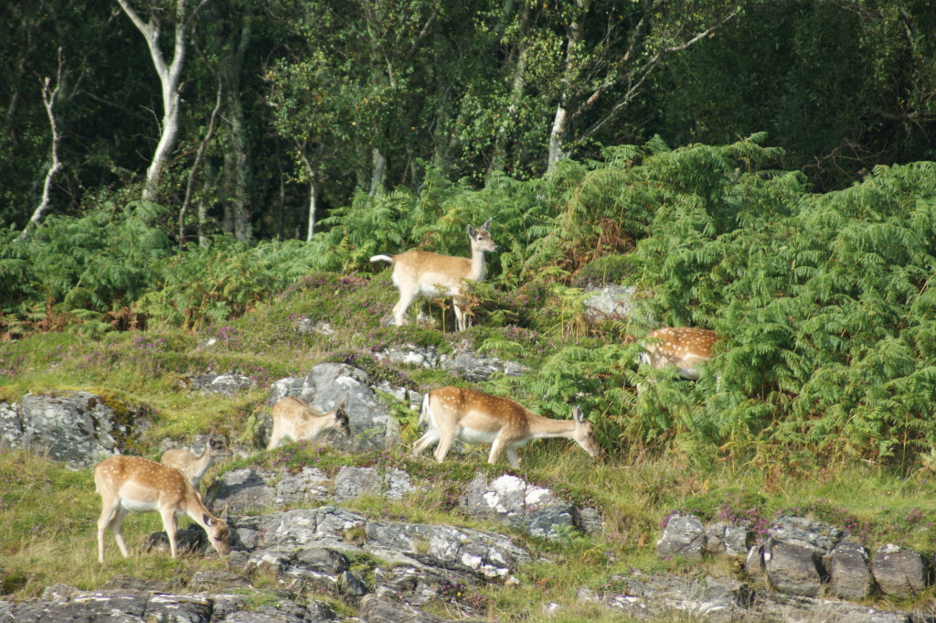 Fallow deer by Skipper Steve.