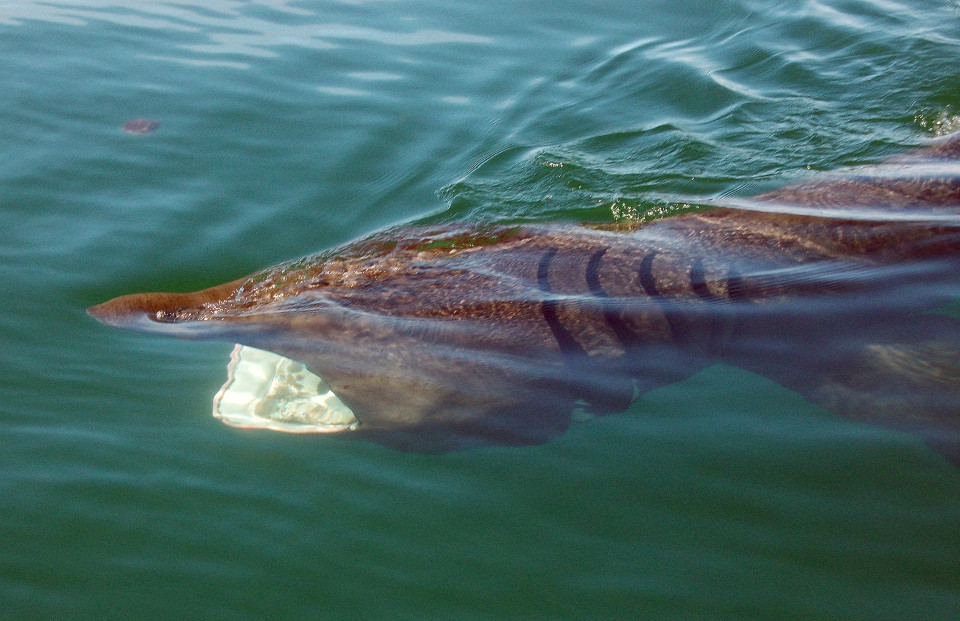 Seafari Adventures - Basking Shark