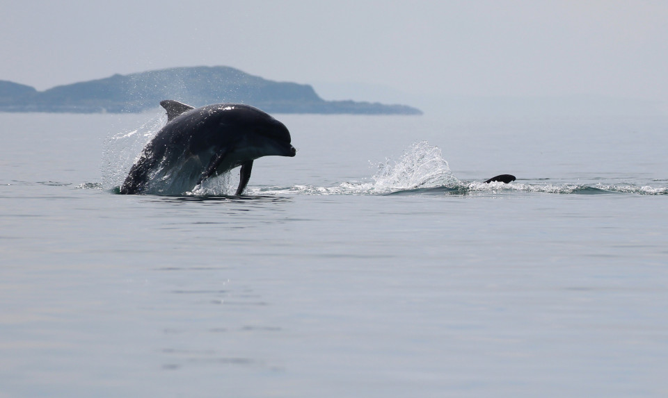 Seafari Adventures - Bottlenose Dolphins