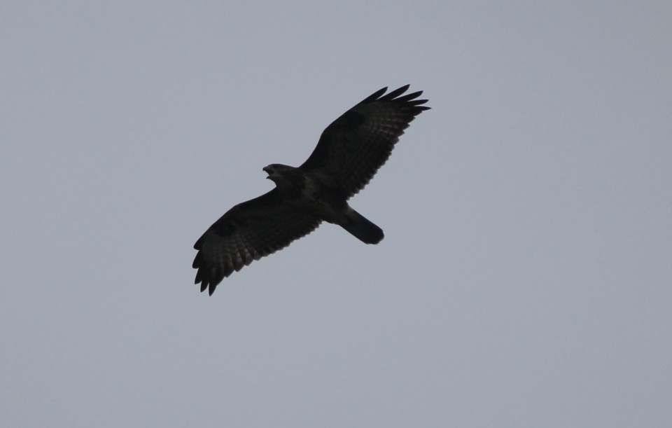 Seafari Adventures - Buzzard