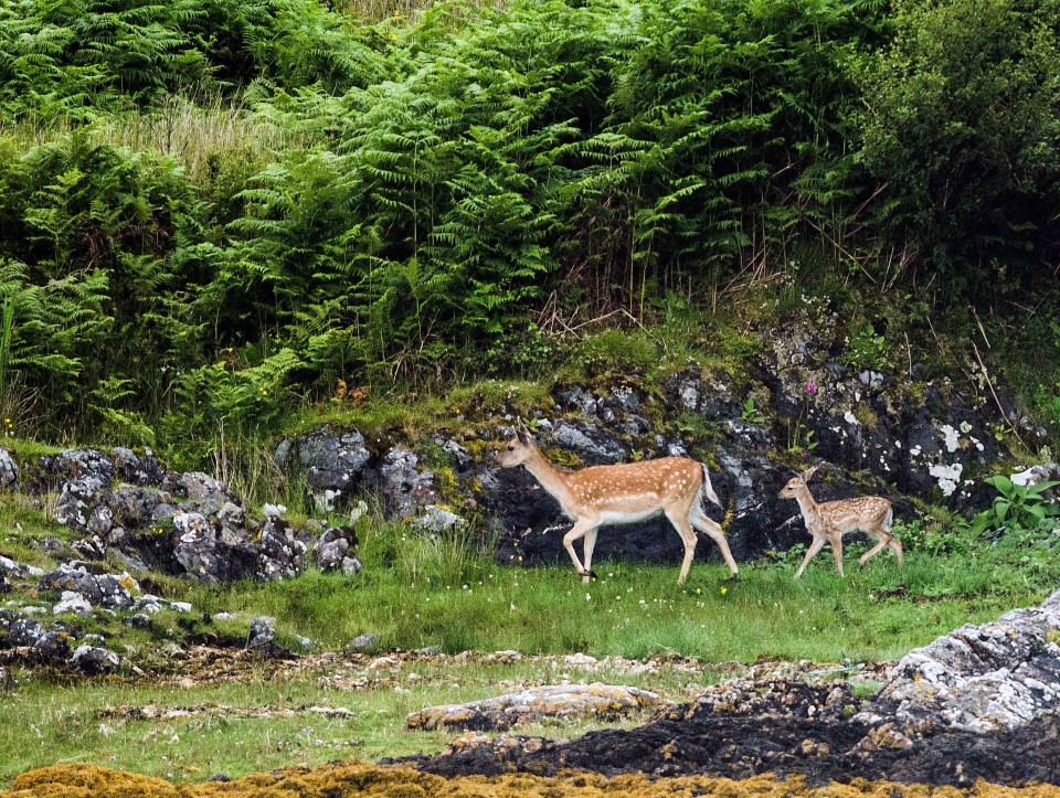 Seafari Adventures - Fallow Deer