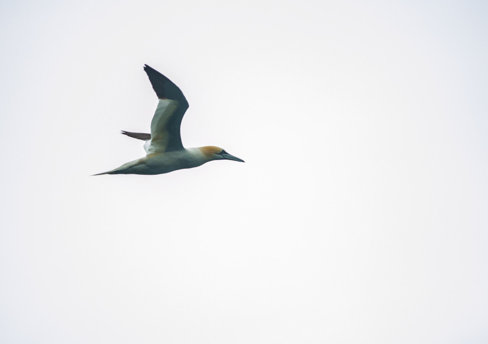 Seafari Adventures - Gannet