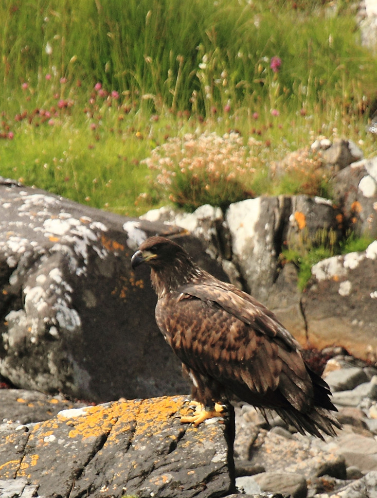 Seafari Adventures - Golden Eagle