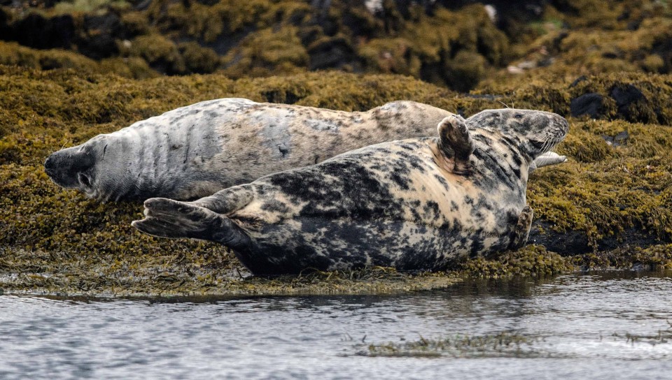 Seafari Adventures - Grey Seals