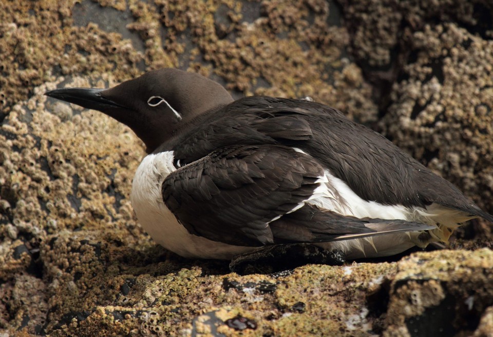 Seafari Adventures - Guillemot