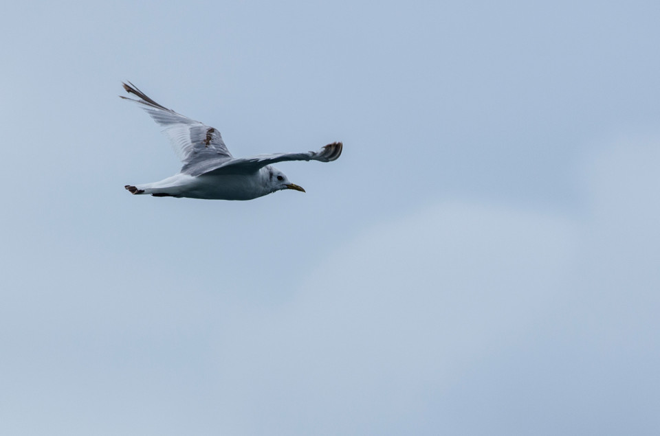 Seafari Adventures - Kittiwake