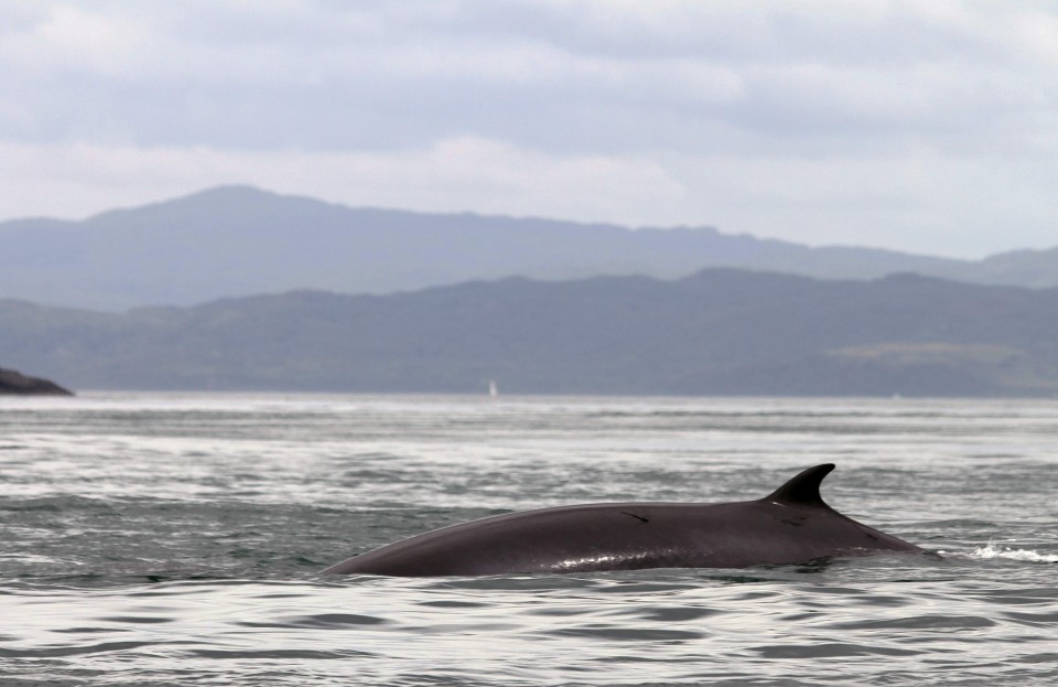 Seafari Adventures - Minkie Whale