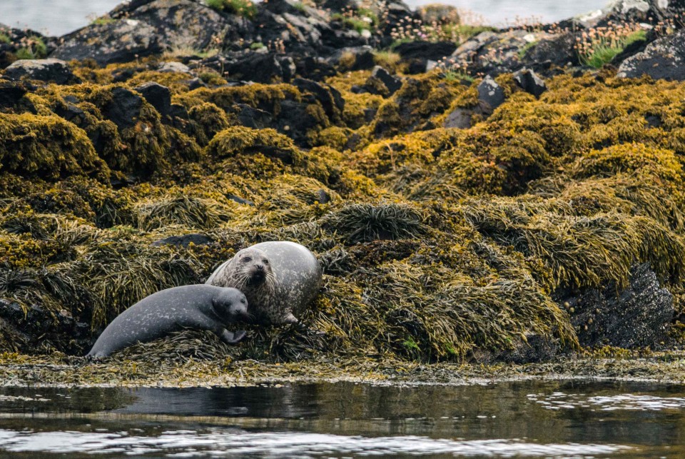 Seafari Adventures - Mother and Pup Common Seals