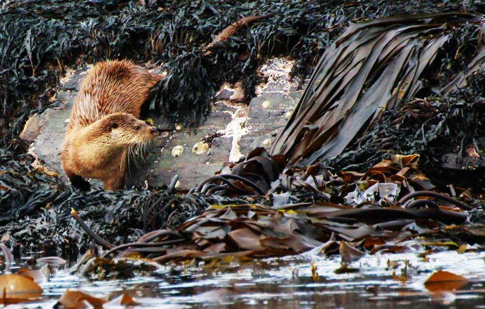 Seafari Adventures - Otter