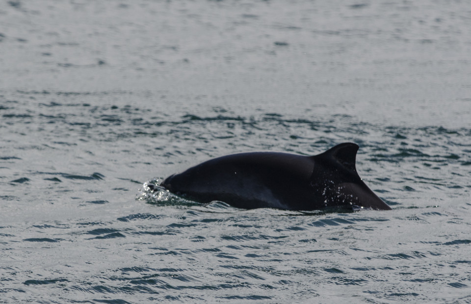 Seafari Adventures - Porpoise