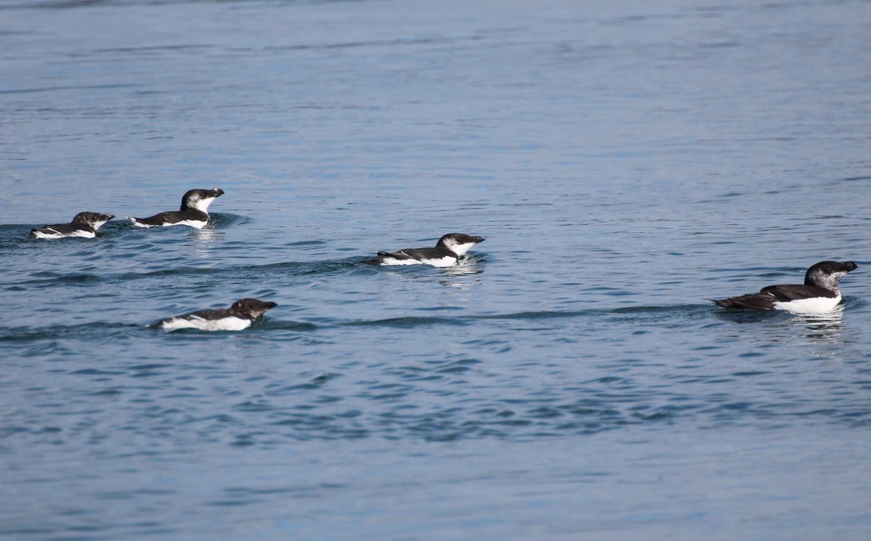 Seafari Adventures - Razorbill