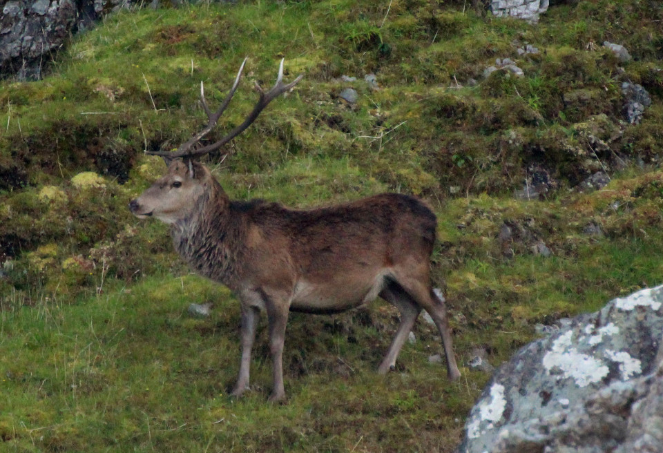 Seafari Adventures - Red Deer