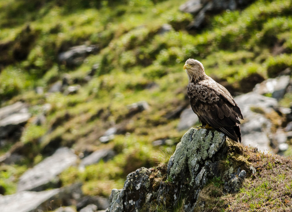 Seafari Adventures - Sea Eagle