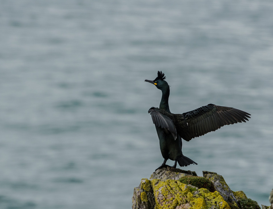 Seafari Adventures - Shag