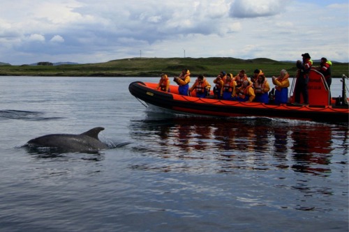 wildlife tours oban