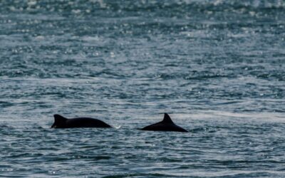 H is for Harbour Porpoise