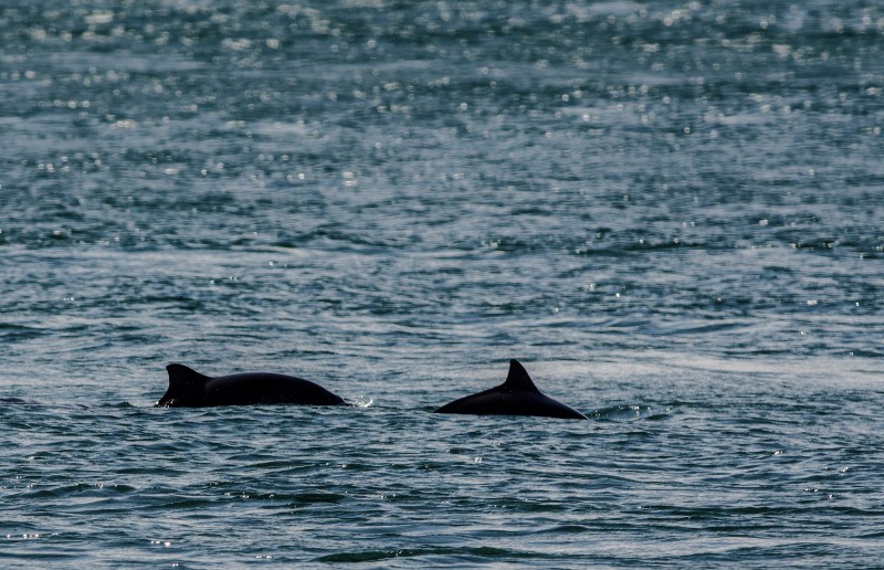 H is for Harbour Porpoise