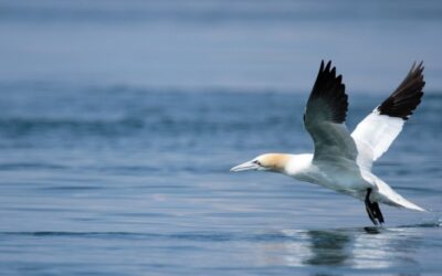 G is for Gannet