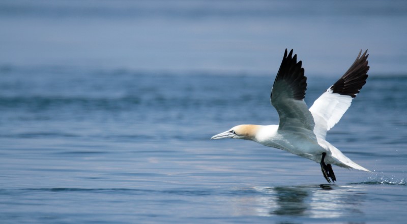 G is for Gannet