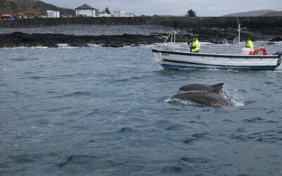 Easdale’s dolphin-fest !