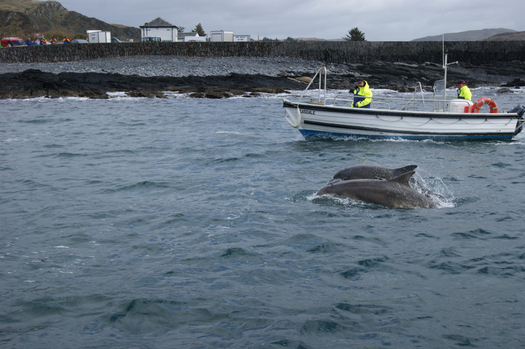 Dolphins playing with Easdale ferry.