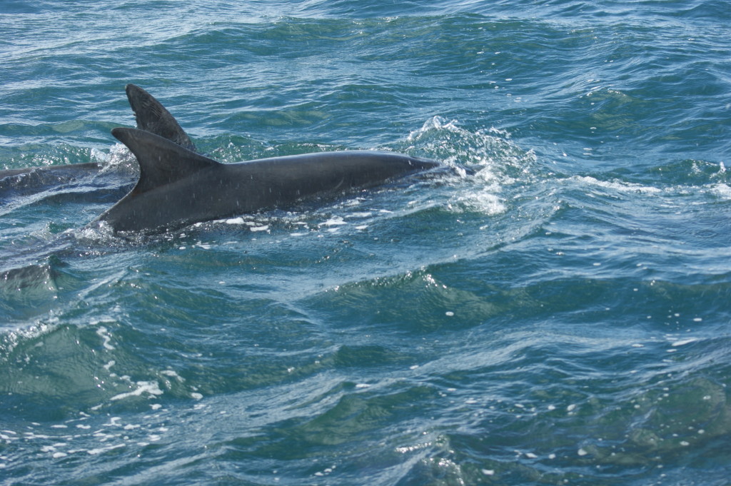 Example of dolphin fin unique scratches and nicks.