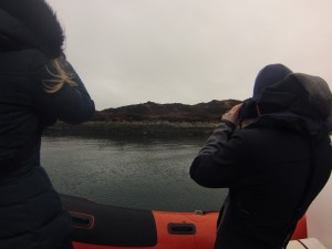 Customers photographing a common seal.