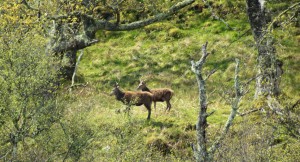 Red deer are often spotted on our trips.