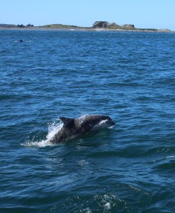 Bottlenose dolphin