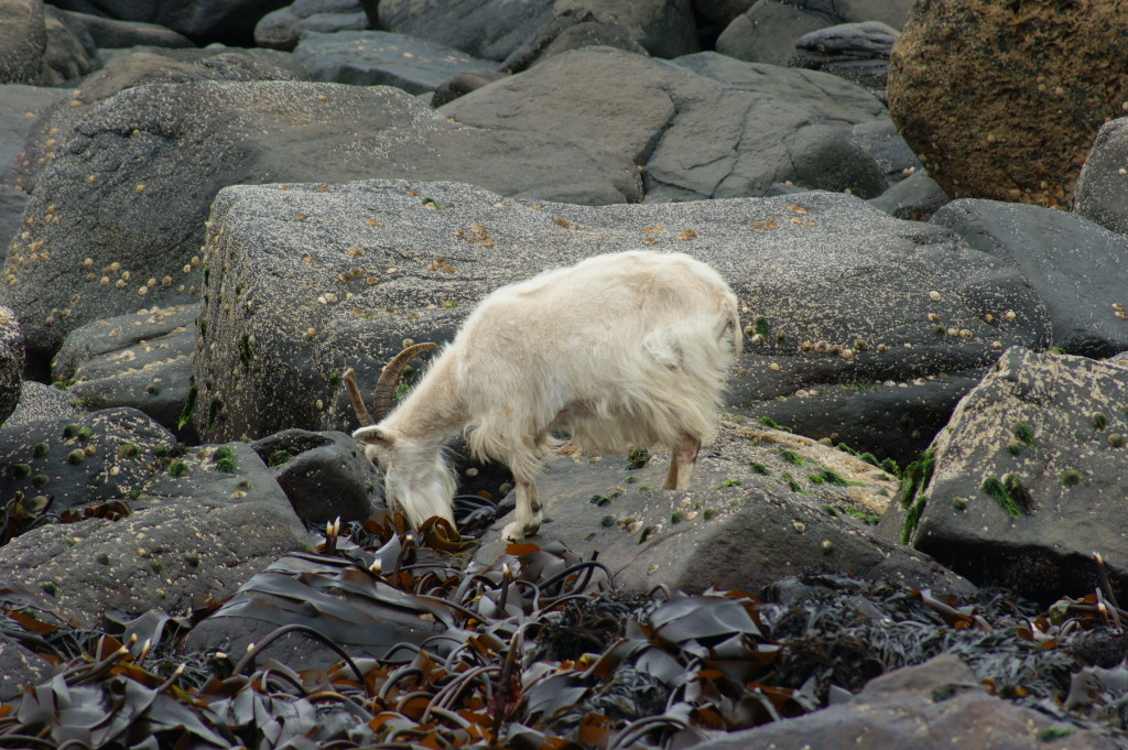 Feral goat eating kelp by Skipper Steve.