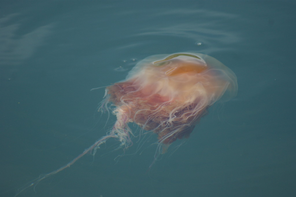Lion's mane jellyfish by Skipper Steve.