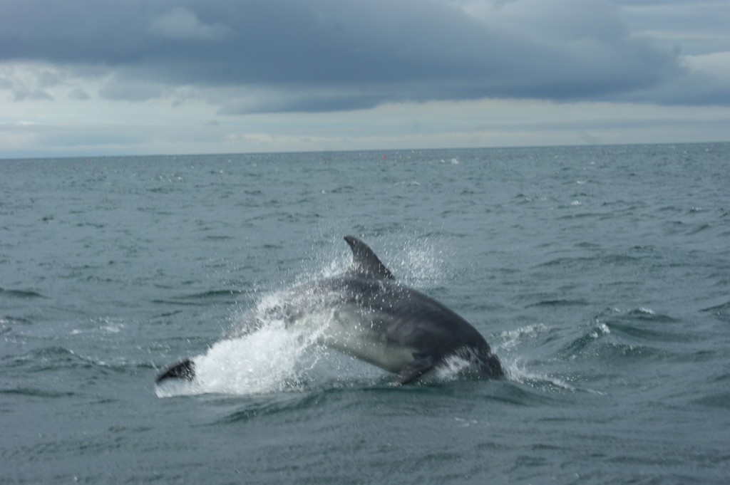 Bottlenose dolphin by Skipper Steve.