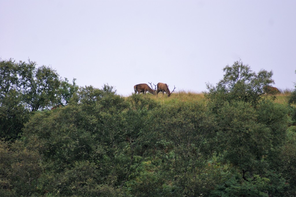 Red deer stags by Skipper Steve.