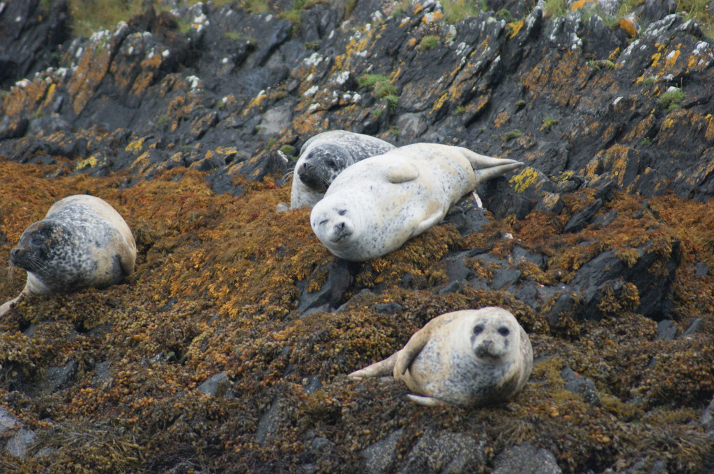 Common Seal by Skipper Steve.