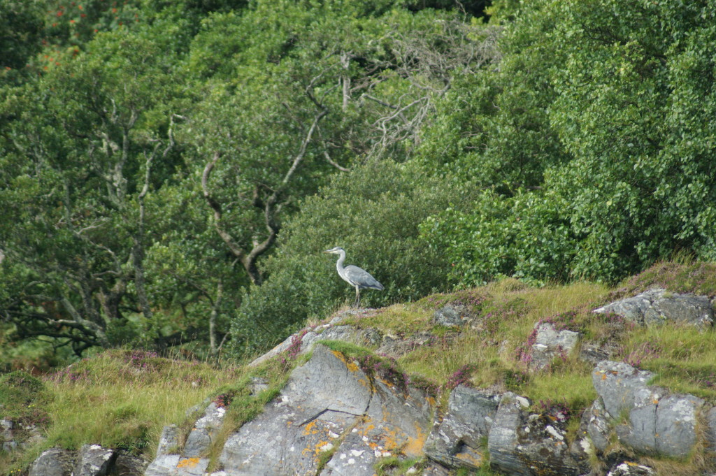 Grey Heron by Skipper Steve.