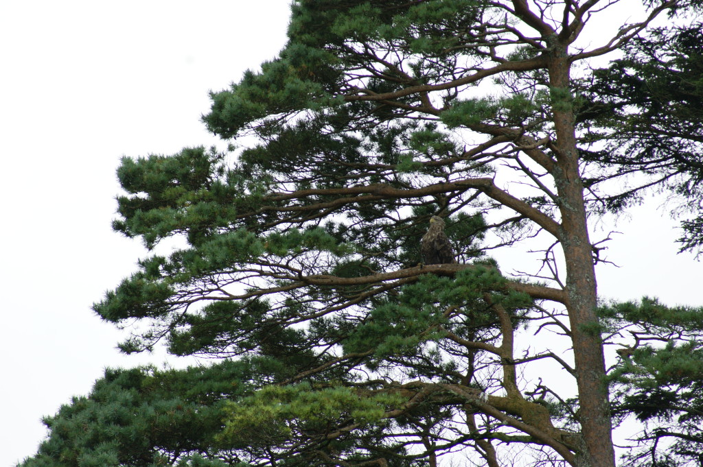 White-Tailed Sea Eagle by Skipper Steve.