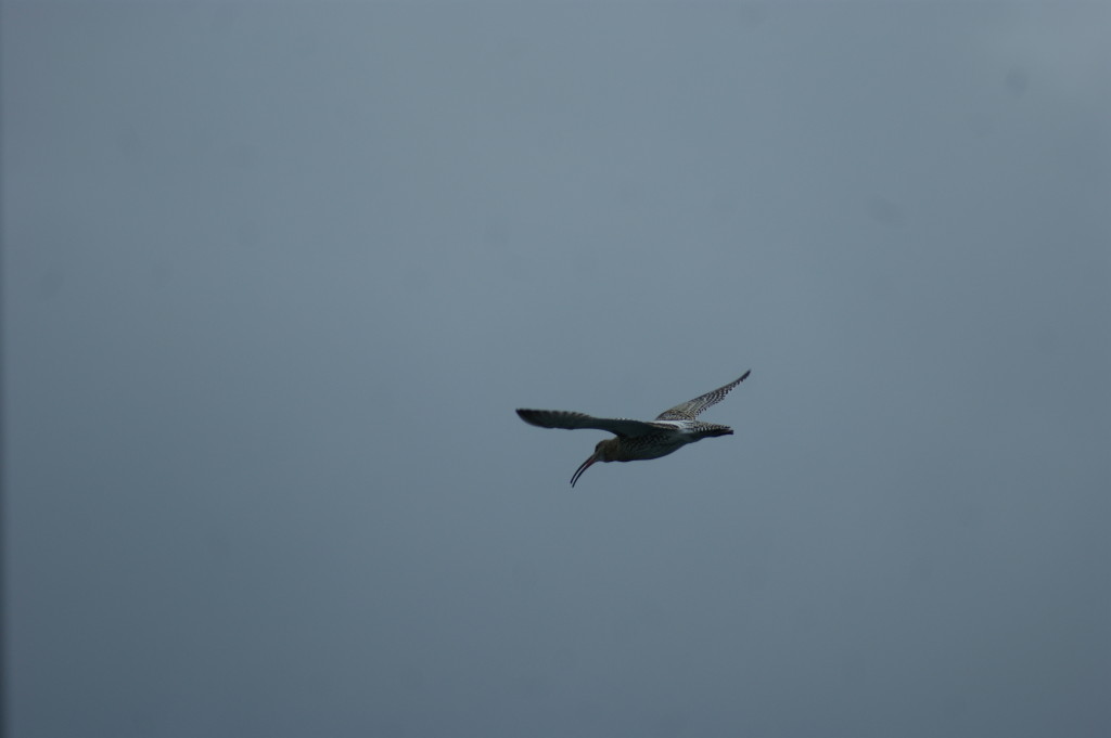 Curlew in flight by Skipper Steve.