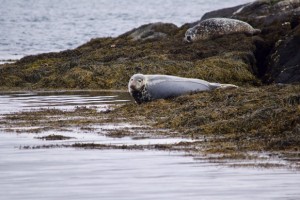 Atlantic grey seal in the foreground and a common or harbour seal in the background, taken on one of my first Corryvreckan Wildlife Tours