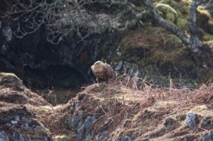 White-tailed sea eagle feeding just up from the shore, taken on the first day that I crewed two back to back trips