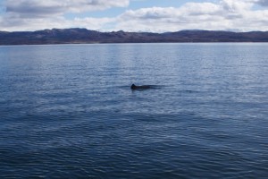 I have been lucky enough to see harbour porpoise on a number of the trips that I have crewed so far